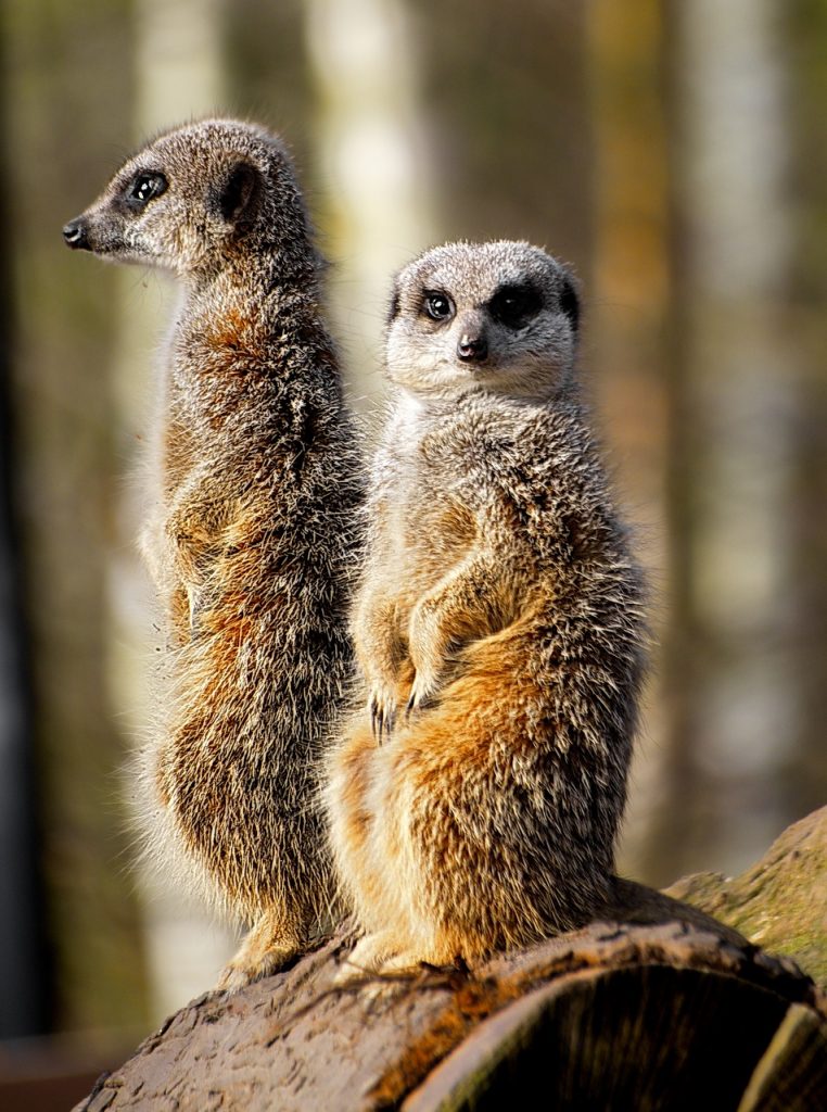 meerkat, wild, zoo-2091029.jpg